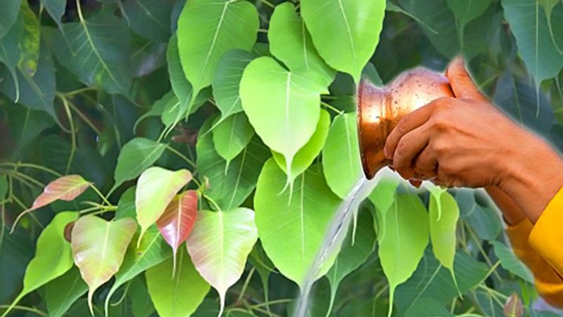 Asianet Image Asianet Image