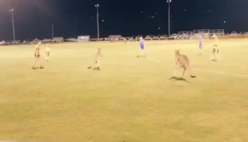 Kangaroos disrupt a football match in Australia