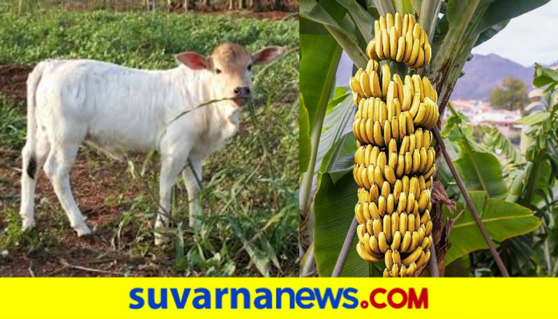 7 cow found dead in madikeri suspect poison in banana