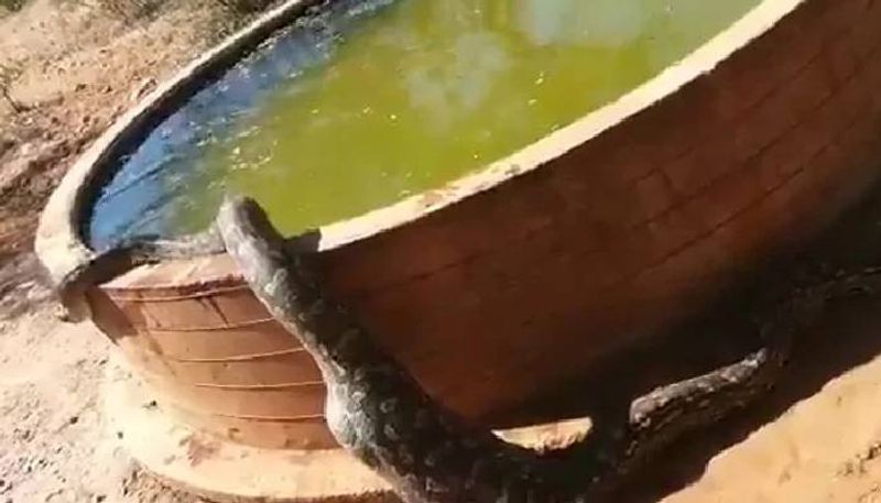 Viral video of Python Cools Down in Water after Meal