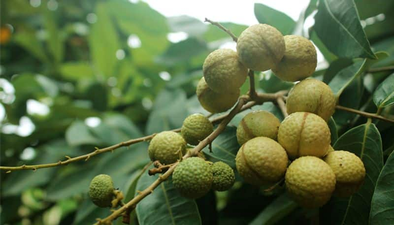 longan fruit cultivation