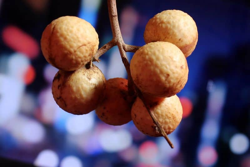 longan fruit cultivation