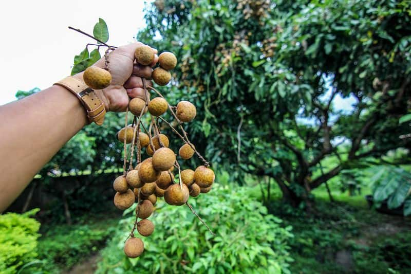 longan fruit cultivation