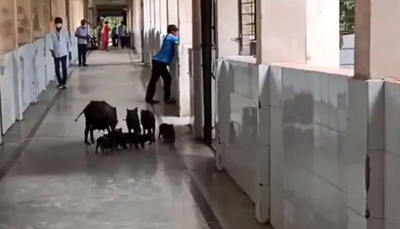 Pigs taking a stroll in Karnataka's COVID hospital corridors causes outrage, health minister takes action