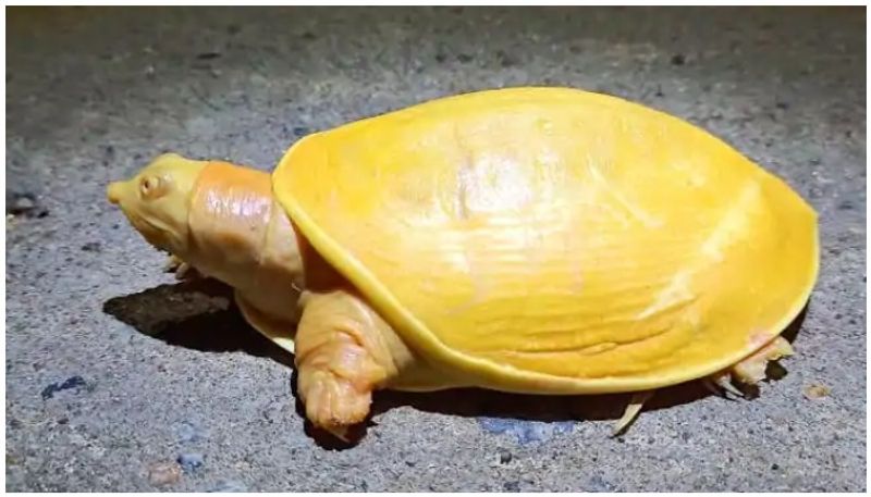 yellow turtle found in odisha