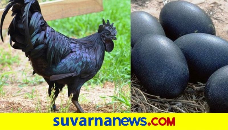 Demand for Kadaknath chicken surges in Madhya Pradesh amid COVID 19 pandemic