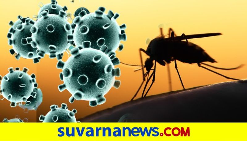 Scientists confirm that the novel coronavirus cannot be transmitted by mosquitoes