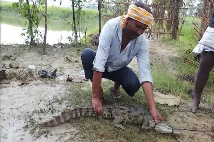 बिहार में आई नई मुसीबत, बाढ़ के पानी के साथ गांवों में आ रहे मगरमच्छ