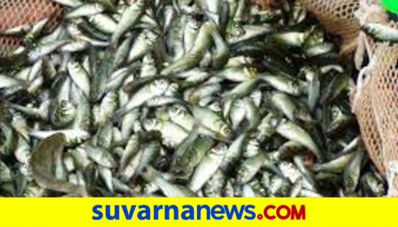 Udupi Municipality Ban Sale Fish on Footpath snr