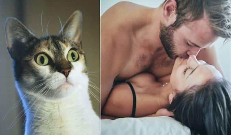 This man blamed his cat for his wife pregnancy but not in the way you think