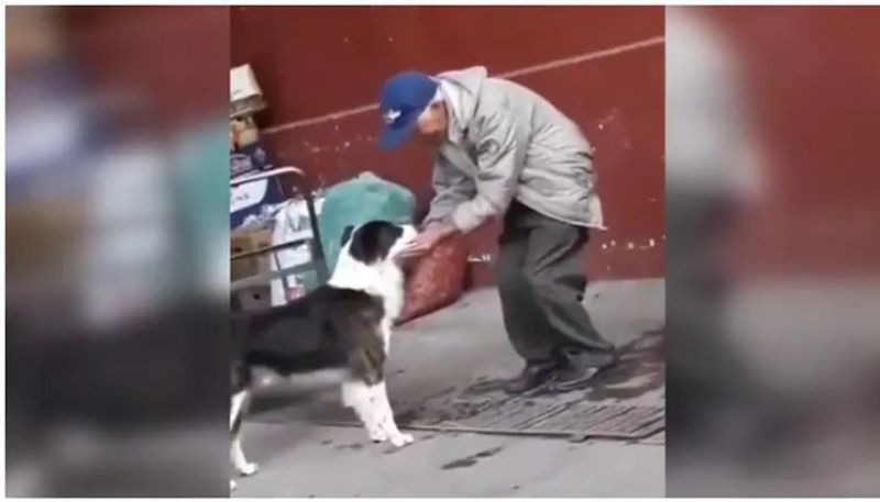 Elderly man helps street dog drink water