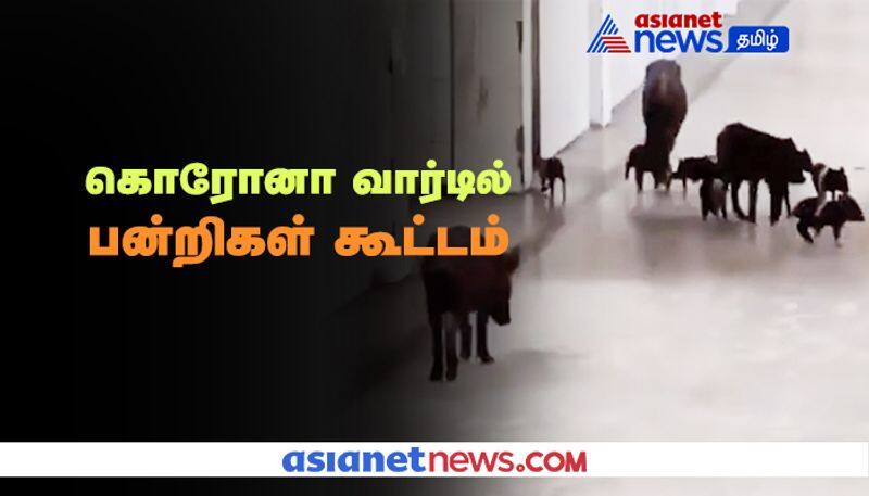 Pigs Roaming around freely in Covid19 Designated Hospital in Gulbarga, Karnataka