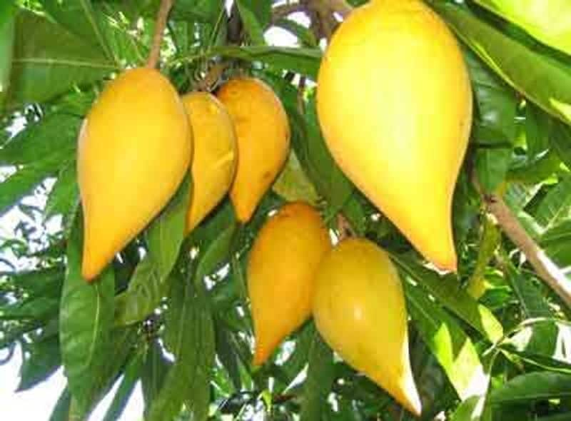 egg fruit farming tips