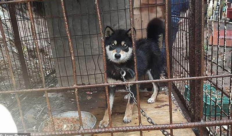 South Korea divides over dogmeat