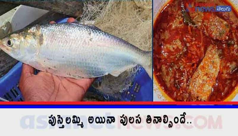 what is the taste secret of Pulasa fish? What is its story?