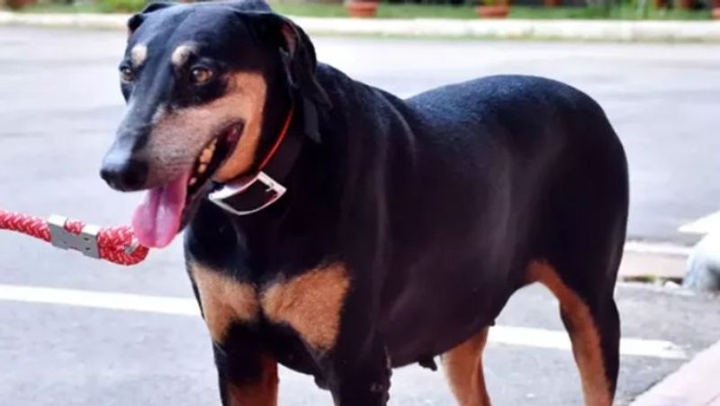 First dog that tested positive for COVID-19 dies in New York