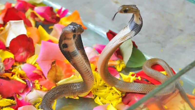 why snakes come often in dreams interpretation bni