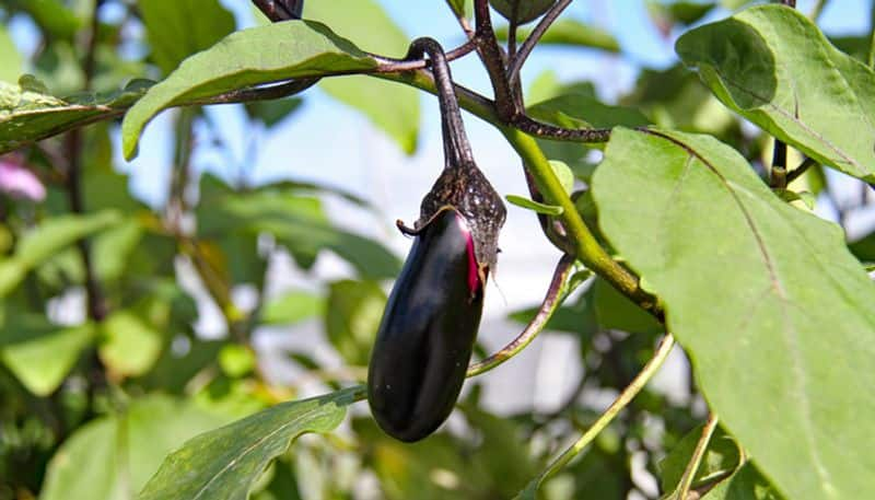 grow egg plant in our kitchen garden