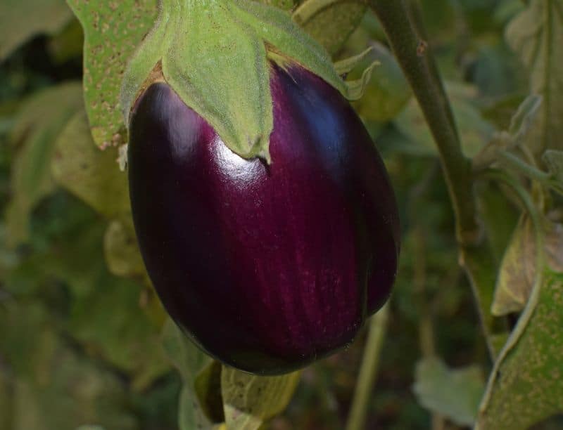 grow egg plant in our kitchen garden