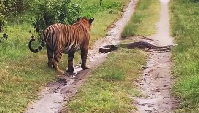 Viral video when a tiger came across  huge python