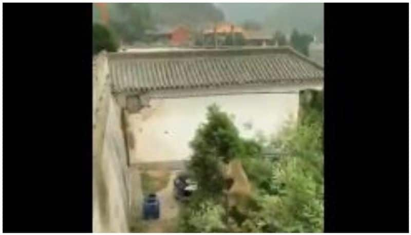 Monkey Jumps from tree branch to nearby building, video goes viral