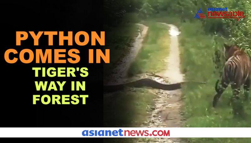 Viral video: Tiger encounters python; see what happened next