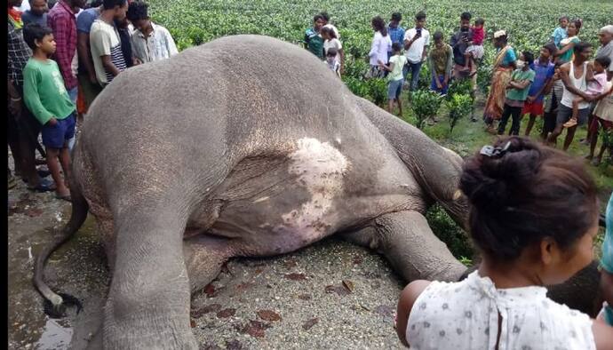 খিদের জ্বালায় বেঘোরে মৃত্যু, ডুয়ার্সের চা বাগানে ফের বিদ্যুৎপৃষ্ট পূর্ণবয়ষ্ক হাতি