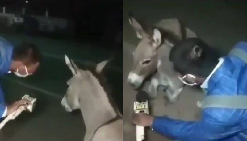 Watch Journalist interviews donkey to create awareness on wearing face masks