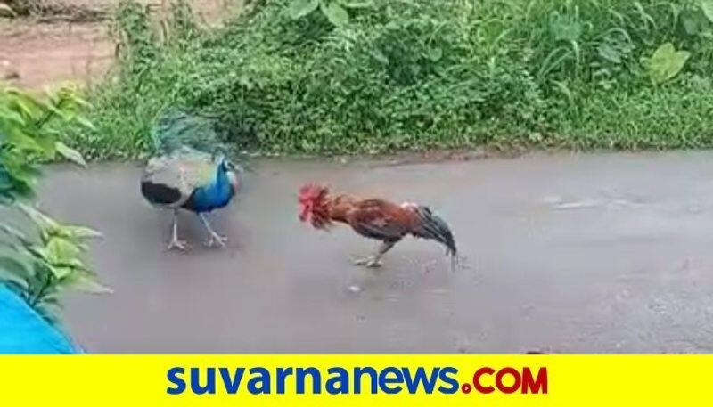 Udupi Rooster Peacock Fight on Mid Road Caught in Camera