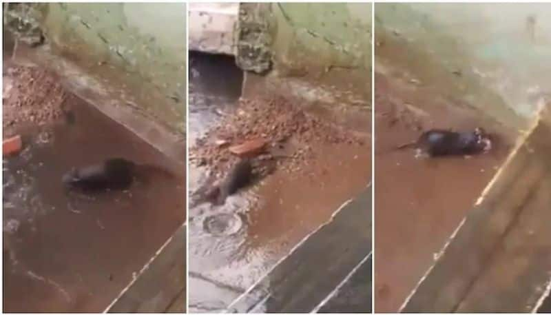 rat saves her babies from drowning during heavy rain