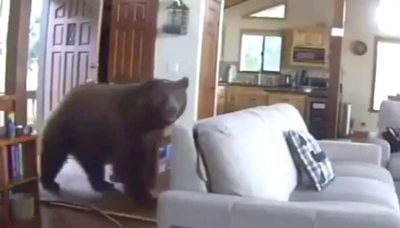 bear bangs door open video went viral