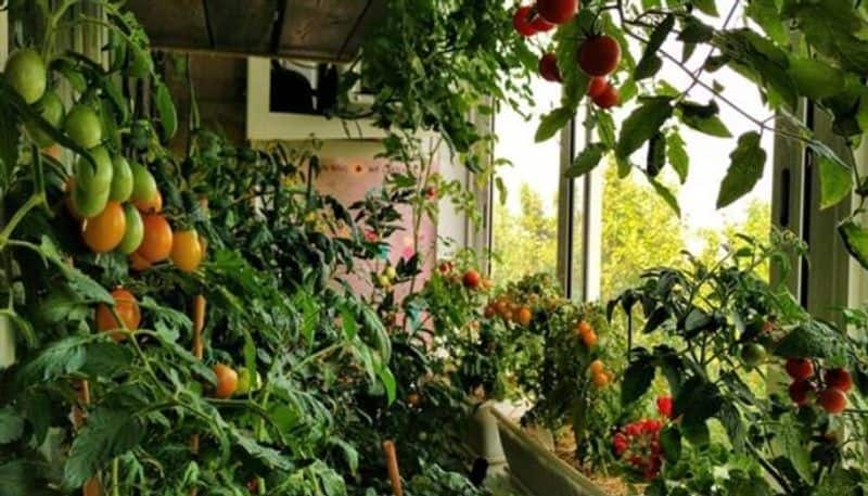 how to grow vegetable and fruits in small spaces rsl