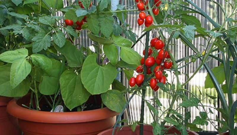 vegetables via balcony gardening