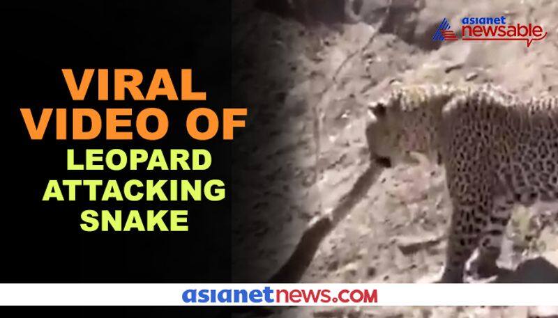 As leopard attacks snake, watch what happened next