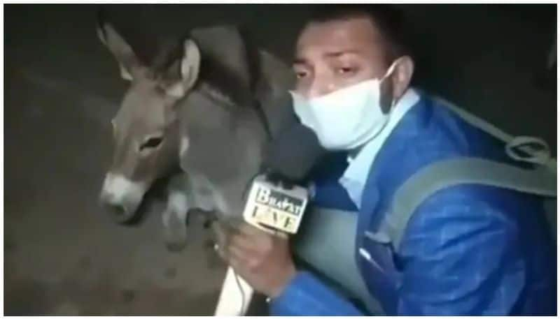 journalist interview with donkeys for different covid awareness