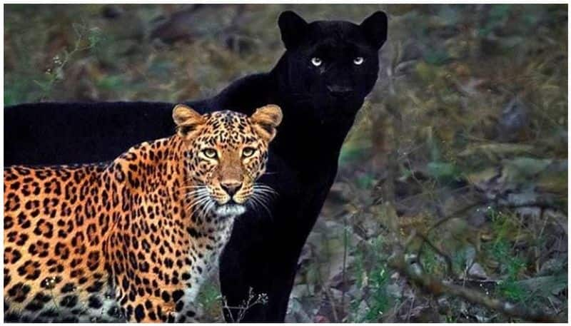 Black Panther and leopard couple spotted in Kabini forest