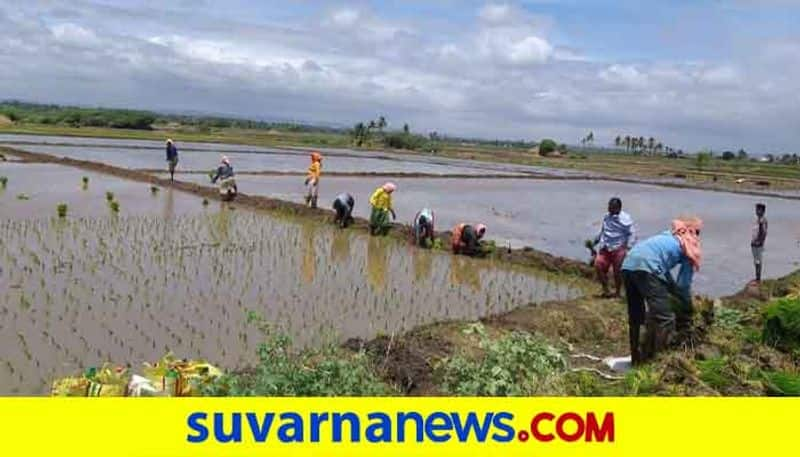 Womens Maintain Social Distance during Planting of Paddy in Gangavati in Koppal District