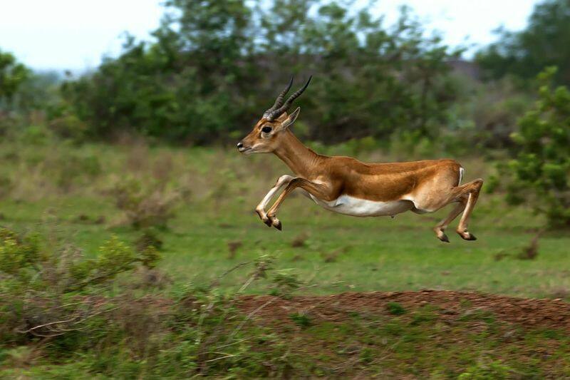 Bangladesh Honor Award got to Wildlife Photographer Shashidharswamy