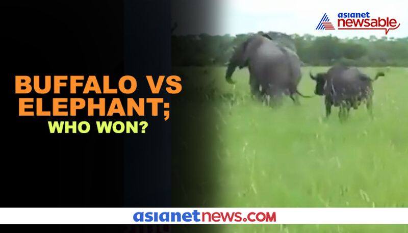 Watch Buffalo chases elephant away