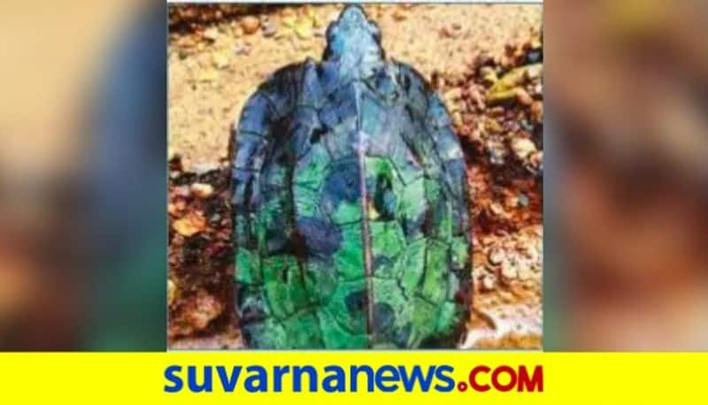 military uniform colored Tortoise found in uttara kannada