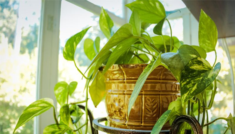 how to care indoor plant leaves