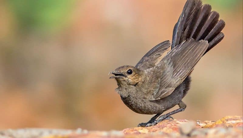 This Tamil Nadu village switched off streetlights for 35 days to protect birds nest