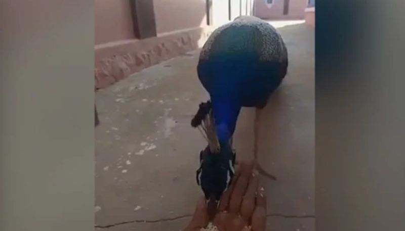 video in which man feeds a peacock by hand