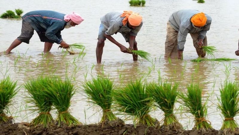 girls plough agricultural land to help family due to lack of money during coronavirus pandemic