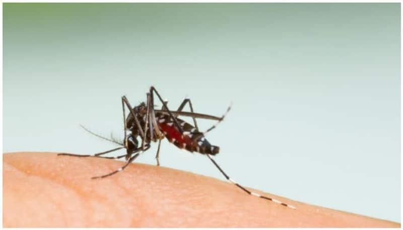 Mosquito menace: What to eat and what not to recover quickly from dengue-snj