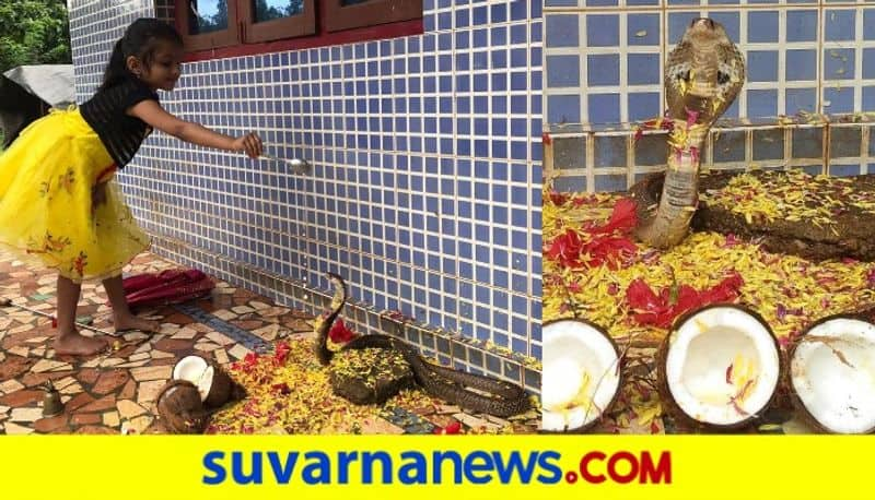 People offer pooja to cobra on Nagarapanchami in Karwar