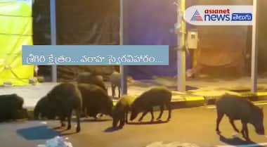 శ్రీశైలంలో హడలెత్తిస్తున్న అడవి పందులు