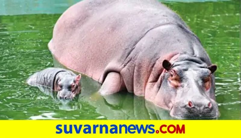 hippopotamus gives birth to baby hippopotamus in Bannerghatta National Park