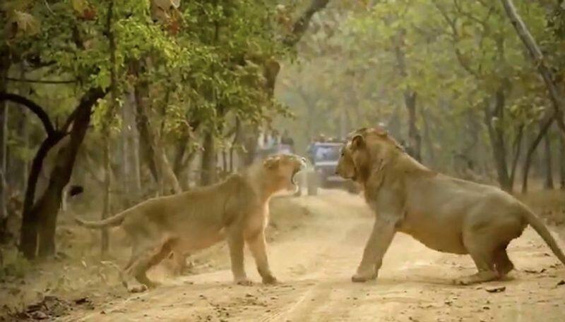 Viral video: Lion and lioness fight; see what happened next