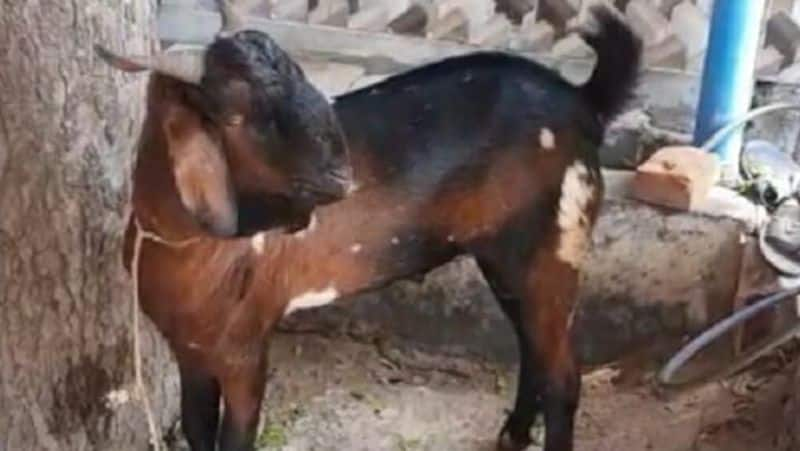 Coronavirus Police 'arrest' goat for not wearing mask in this place